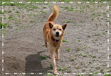 愛犬と楽しむいちご狩り 写真 ドッグラン こまざわフルーツファーム